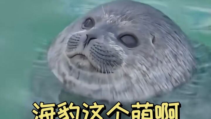 Mengatasi kekurangan karena tidak ada babi di laut