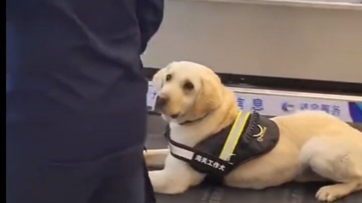 Aw, you can't really blame the little dog for this—passing the civil service exam doesn't mean you h