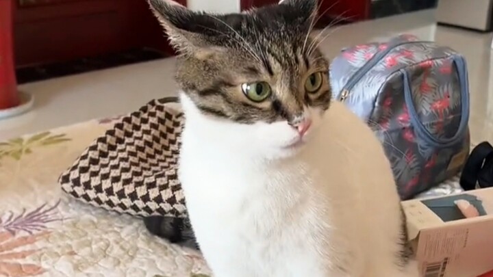 Piece it together, kitty!