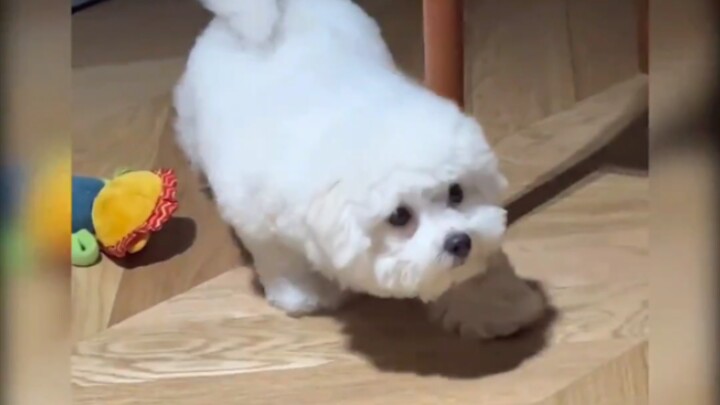 Oh my gosh! How can there be such a super-cute, girly dog?