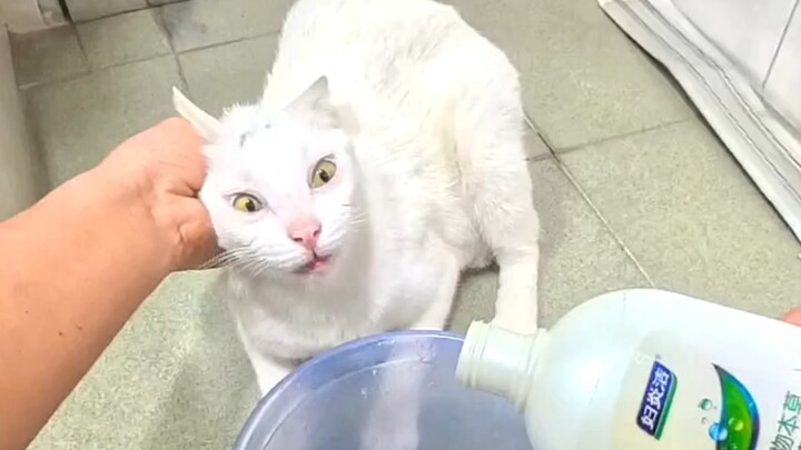 #catbathing #washingcats #catbath #whitecat #catsquirkybehavior #catsdoingtheirjobreluctantly #meand