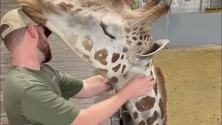 This is the first time I’ve seen a giraffe undergo bone setting. With such a long cervical vertebra,