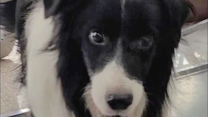 Everyone says Border Collies are smart, but what’s wrong with you, little guy?