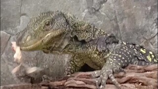 Feedingtime crocodile monitor ( Varanus salvadorii )