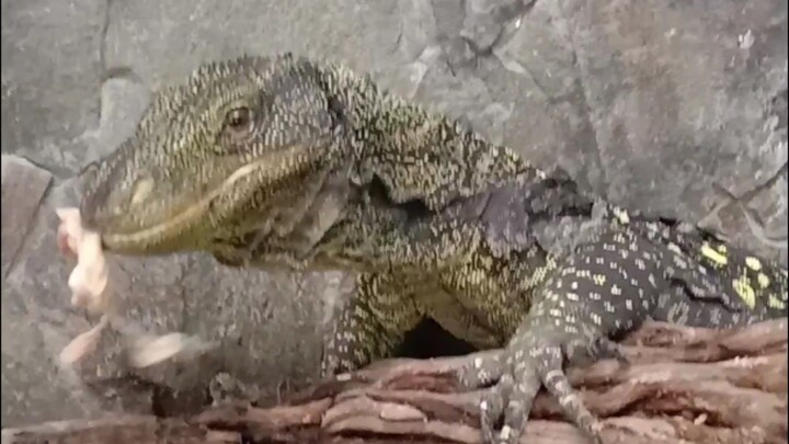 Feedingtime crocodile monitor ( Varanus salvadorii )