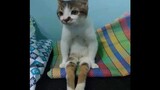 [Hewan] Kucing "Bisa Berubah Bentuk"