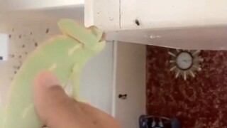 Pemukul lalat dan benda ini, mana yang akan kamu pilih? Menurutku benda ini lebih berguna daripada p