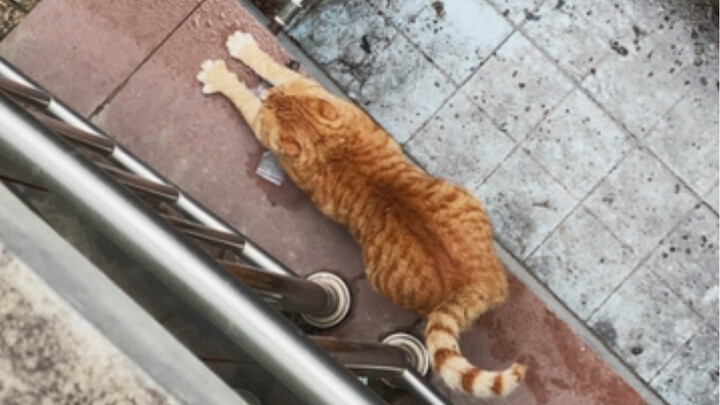 Baru pindah beberapa hari, masih gemuk, mungkin beberapa hari lagi sudah akan kurus.