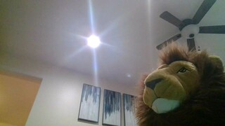 lion VS pen lion Danceing