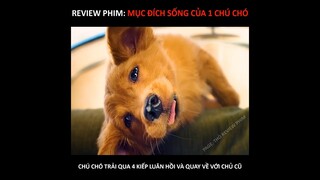 Review Phim: mục đích sống của một chú chó/ chú chó trải qua 4 kiếp luân hồi và quay về với chủ cũ