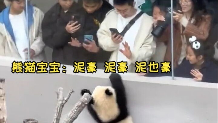 Bayi Panda: Nihao, Nihao, Niye Hao