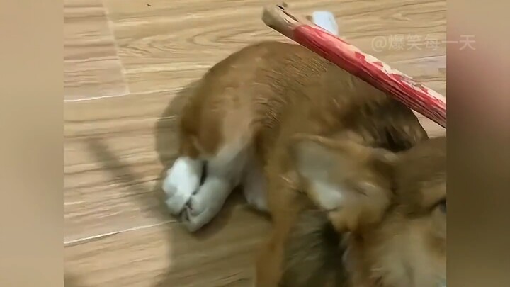 Anjing: Rumah ini pasti akan kuhancurkan, kamu takkan bisa mempertahankannya!