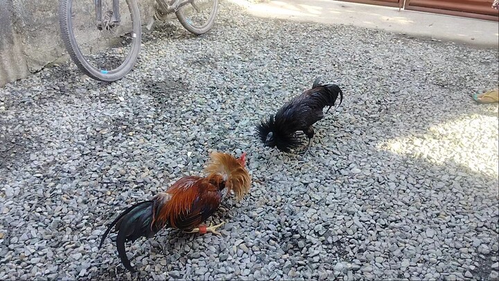 Sweater Vs. Red Kelso-Ayam Cemani :)