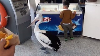 A bird that queues politely