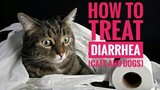 How to treat Diarrhea with Aratiles Leaves at home (Alatiris)