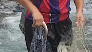 cast net fishing in Nepal | himalayan trout fishing | trout fishing |