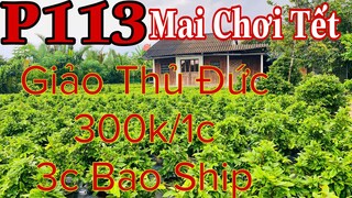 Mai vàng chơi tết p113 | 0366538047 Cường | Mai Giảo Thủ đức giá 300k/1c 3 cây bao ship toàn quốc