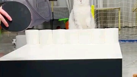 Mèo ở Trung Quốc đều biết chơi bóng bàn, mèo nhà bạn có biết không? Hahaha đáng yêu quá đi mất!!