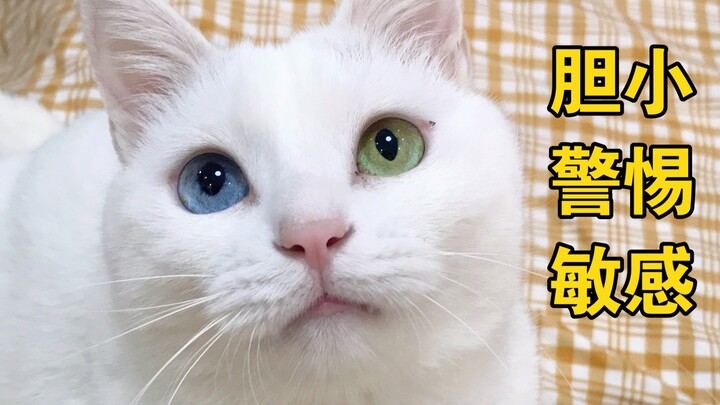 Kalau kucing nggak pernah jinak, apa mending menyerah aja?