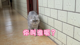 橘大郎和妈耶紧张的关系居然靠猫薄荷解决了