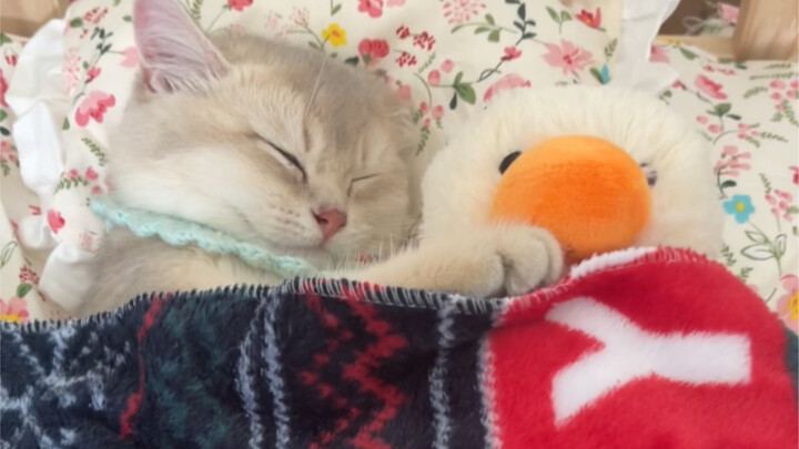 Kucing kecil pun butuh ritual saat tidur～