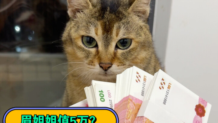 Apa? Ternyata ada yang mau membeli kucing prairie dengan harga 50 ribu yuan?