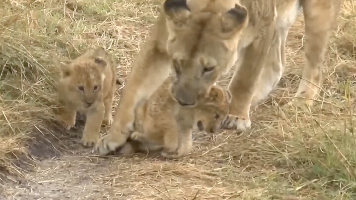 The lioness painstakingly relocates her cubs—such a rare parenting strategy!