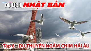 Mê mẩn ngắm Chim Hải Âu bay rợp trời tại Tháp Cảng Kobe | DU LỊCH NHẬT BẢN