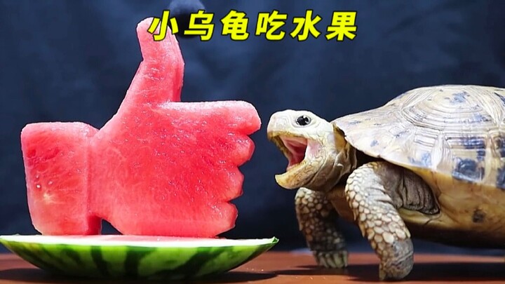 Cuộc sống ăn uống của chú rùa nhỏ, một mạch ăn hết 2 cân dưa hấu to, cái bụng thật là ngon miệng