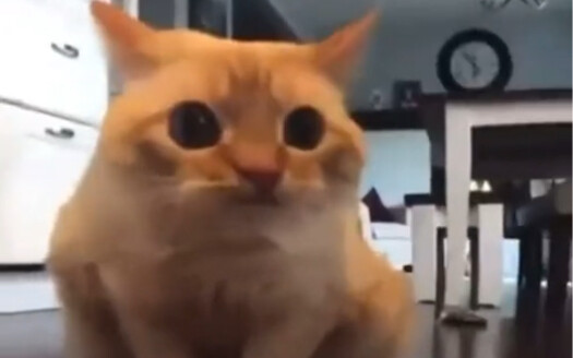 kucing lebar