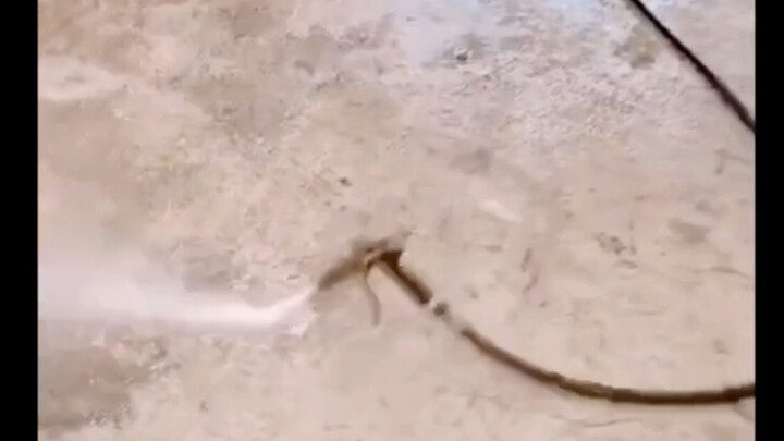 Quản lý dòng chảy bóng hình