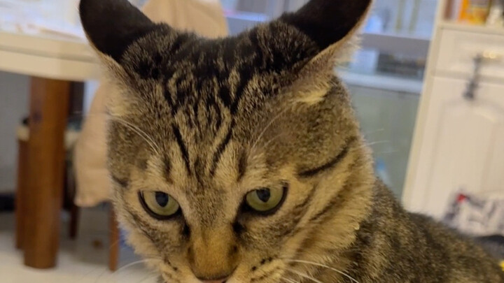 Kucing: Kulihat kalau kamu tiga hari nggak dipukul, langsung naik atap dan copot genteng!