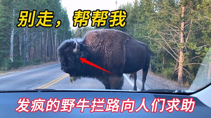 A crazed wild bull blocked the path of passing cars—turns out it was seeking help from humans!