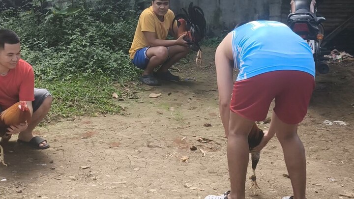 scolin hatch yellow legged grabi mamaa tumatalsik ung kalaban #sparing muna