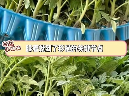 Nearly 10,000 vegetable seedlings stolen overnight #SocialScenes #RealLifeStories #Farmers #Vegetabl