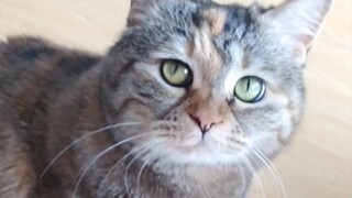 ในชามไม่มีข้าวอยู่แล้ว พอร้องเรียกจนแม่รำคาญ ก็เลยมีข้าวขึ้นมา—ตึง!