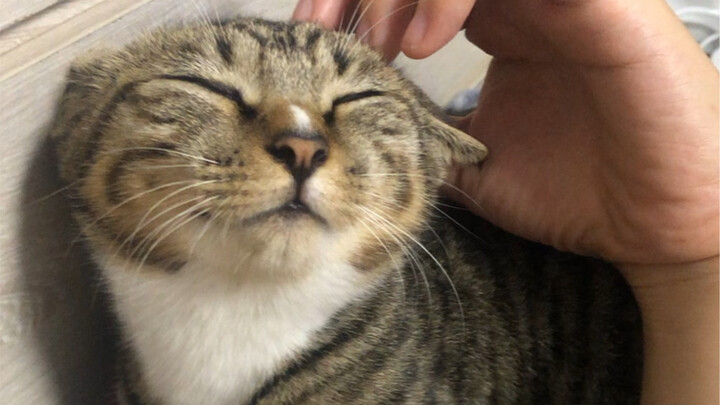 My heart’s melting—she starts climbing all over me after just a couple of casual touches!