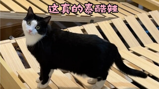 كيف يكون شعور امتلاك قطة لا تفسد المتعة أبدًا؟