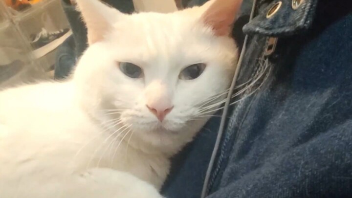 How clingy can a cat be?