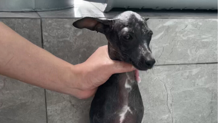 A Brief Talk on My Honest Feelings After Raising a Dog for a Week..