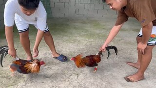 Training for early bird stags (Sweaters)