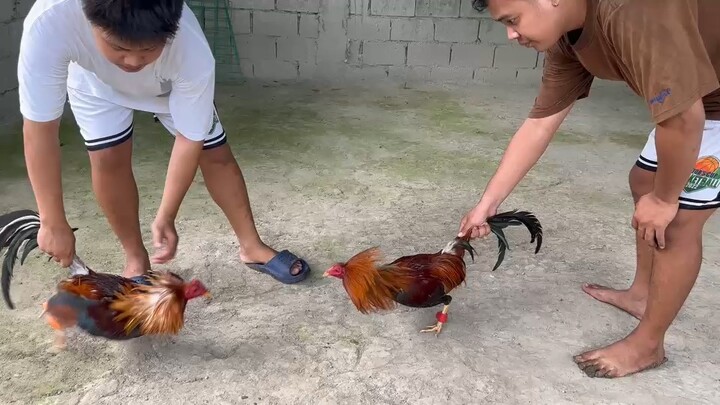 Training for early bird stags (Sweaters)