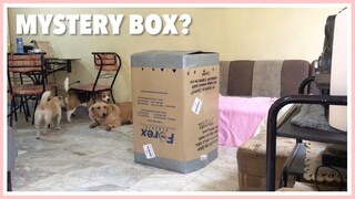 Hiding from my Dogs Inside a Box (prank)