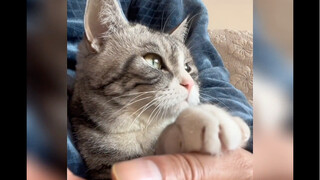 The world is falling apart, but the kitten mends it piece by piece.