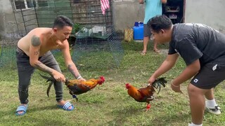 sabong pinas sbr Rowell AMAno vs osang dela Cruz 5k sweater