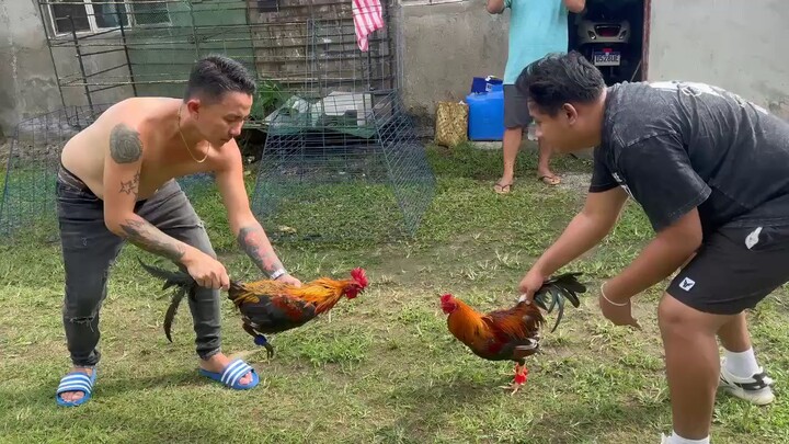 sabong pinas sbr Rowell AMAno vs osang dela Cruz 5k sweater