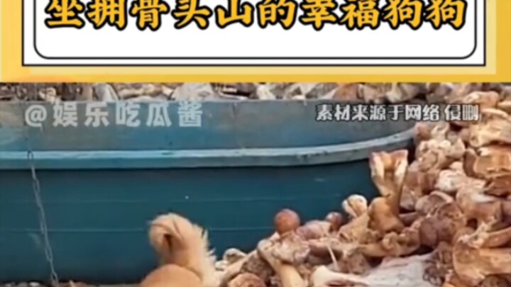 Xiao Huang: I’ll never understand why some dogs get so protective over their food in this lifetime! 