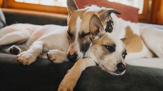 Gump – We Are Duo full movie [indo sub]