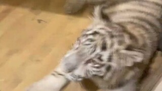 ไอ้ตัวแสบตัวไหนที่ถอดประตูออกล่ะ?