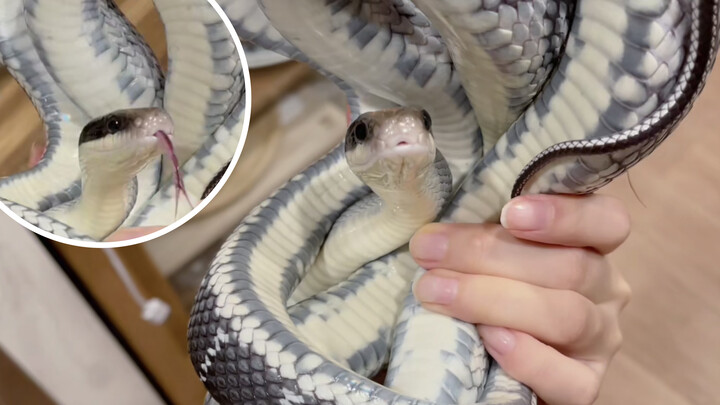 The belly of this snake is so beautiful!